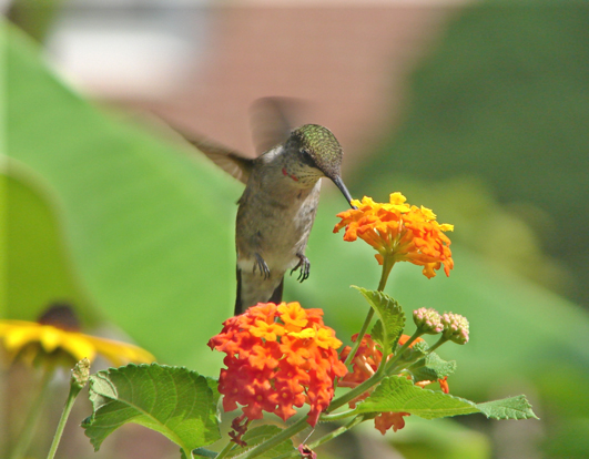 hummingbirdpix